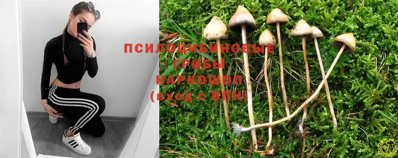 mega ТОР  цены наркотик  это состав  Псилоцибиновые грибы Psilocybine cubensis  Кубинка 